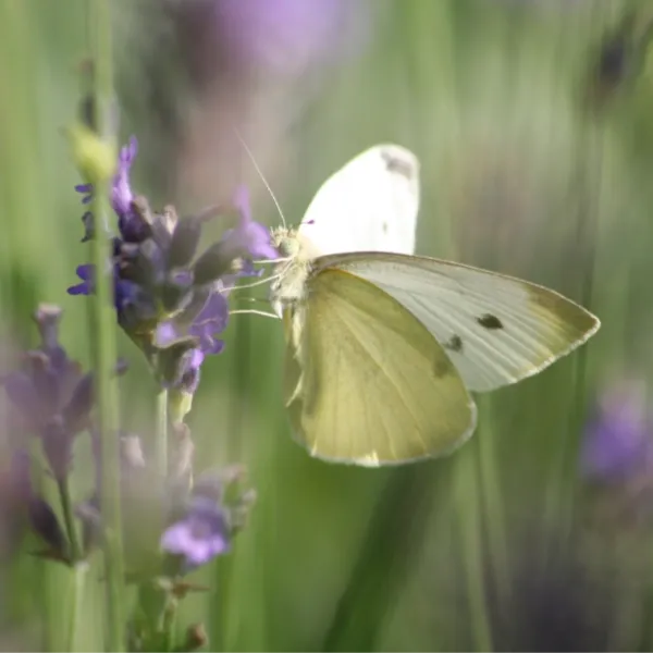 weißer Schmetterling auf Lavendel weißer Schmetterling auf Lavendel