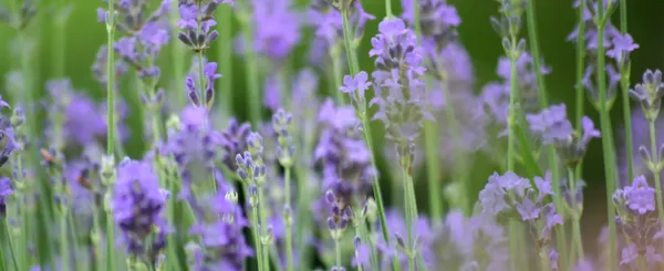 Lavendel Lavendel