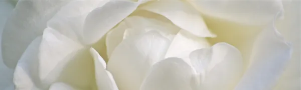 weiße Rose